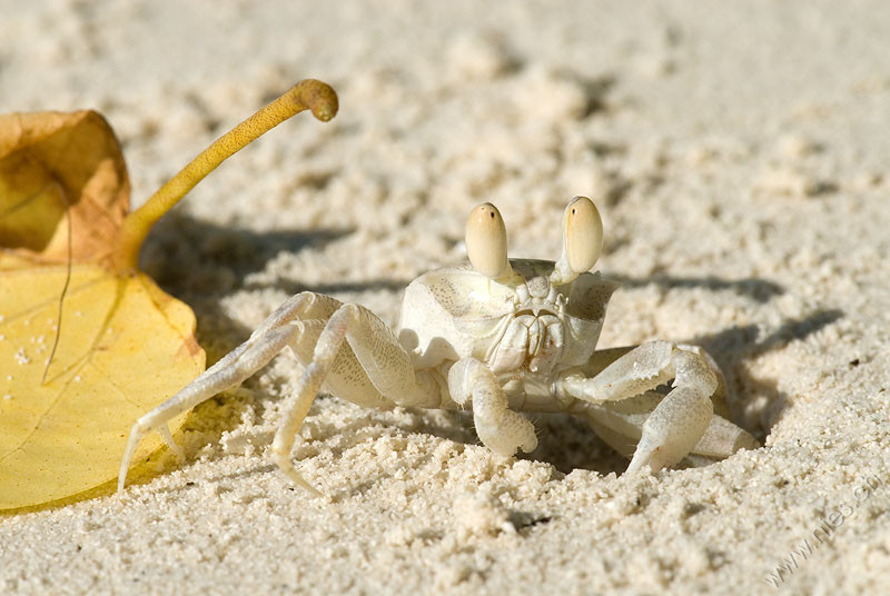 Shore Crab 3
