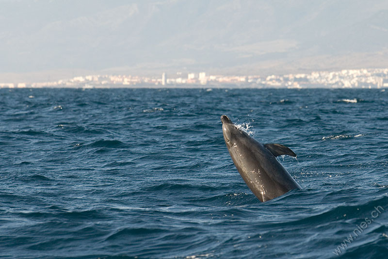 Leaping Bottlenose Dolphin