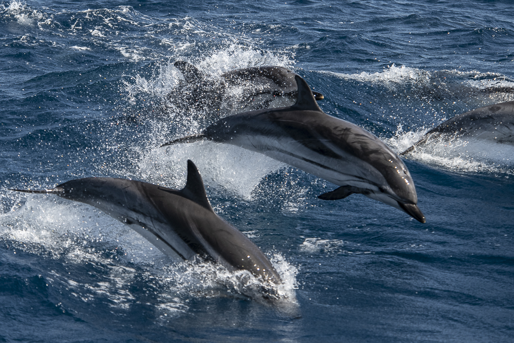 Springende gestreifte Delfine