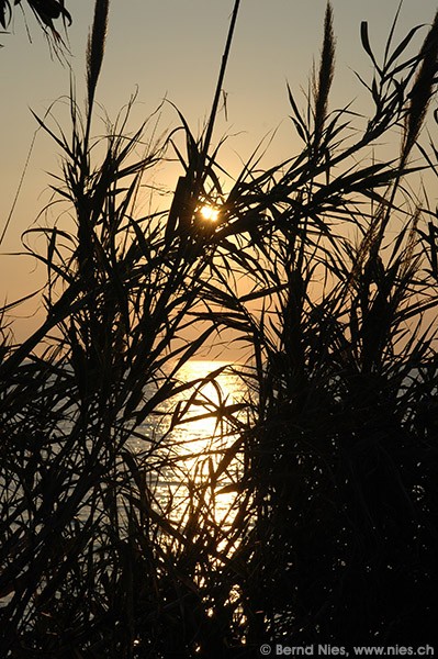 Sunset behind reeds