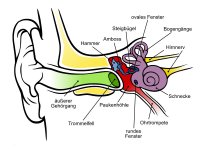 Anatomie Ohr