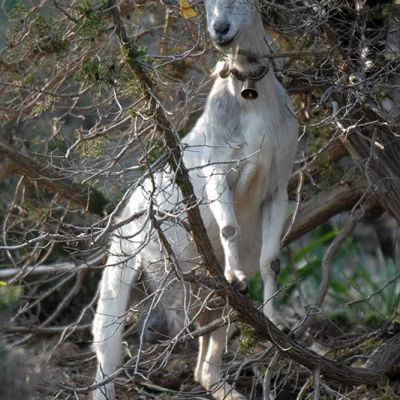 Goat in Bush