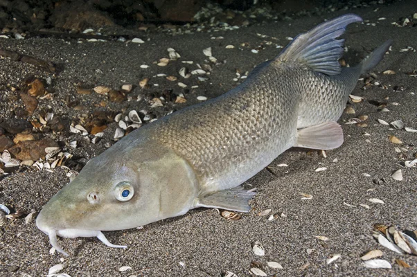 Barbel