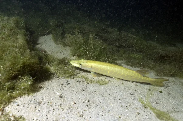 Pike on sand