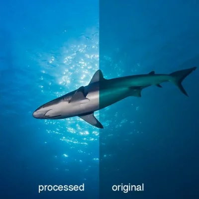 Shark Picture before/after