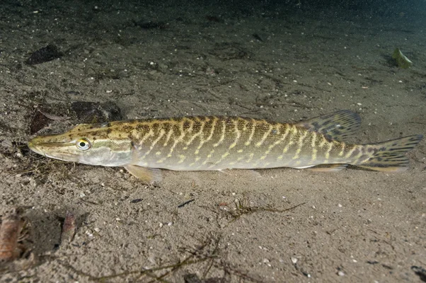 Pike on Sand 1