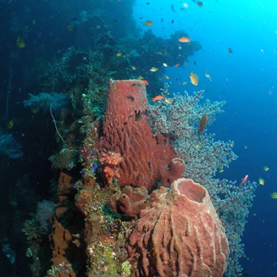 Tonnenschwämme) Unterwasserszene am Schiffswrack vor Tulamben -- Nikon Coolpix 5400 mit Subtronic Mini Blitz, Tulamben, Bali, Indonesien, 27. März 2005