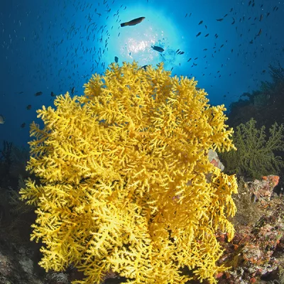 Yellow Softcoral