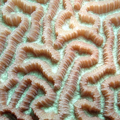 Hirn coral