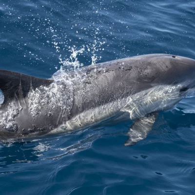 Gewöhnlicher Delfin