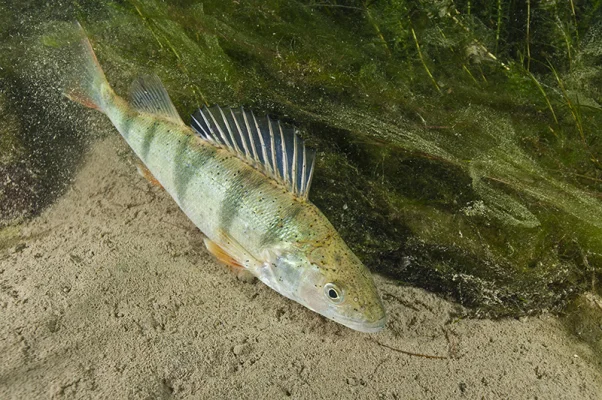 Perch on Algae