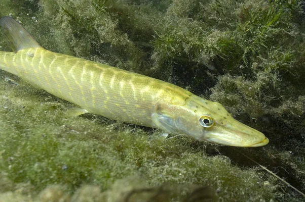 Pike on algae