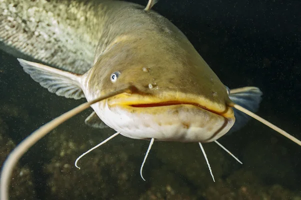 Catfish 2