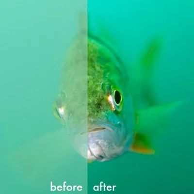 Perch before/after