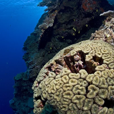 Stone corals