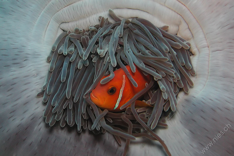 Anemonenfisch in Anemone / Süd-Nilandhe Atoll, Malediven / Tauchen im