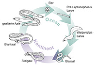 Lebenszyklus Europäischer Aal