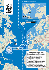 Wanderung des Europäischen Aals