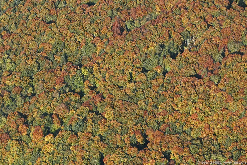 Bunter Herbstwald © Bernd Nies