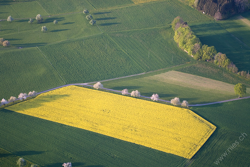 Rapsfeld im Frühling