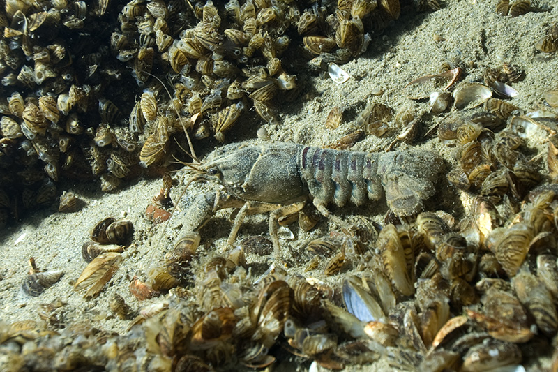 Crayfish © Bernd Nies