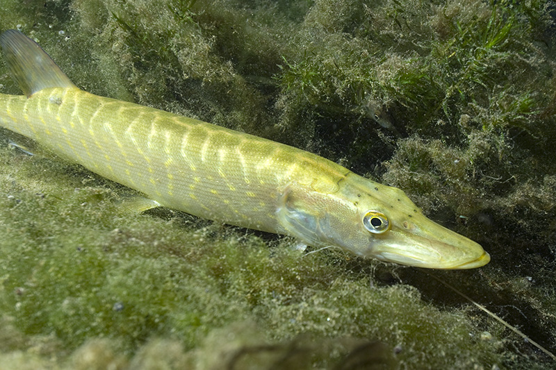 Pike on algae © Bernd Nies