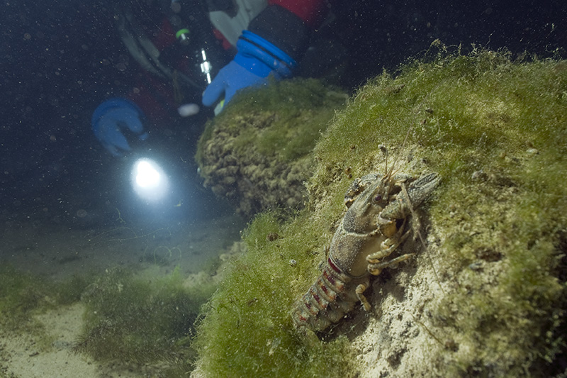 Crayfish and Diver © Bernd Nies