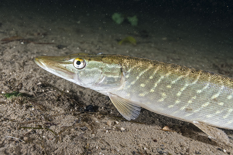 Pike on Sand 2