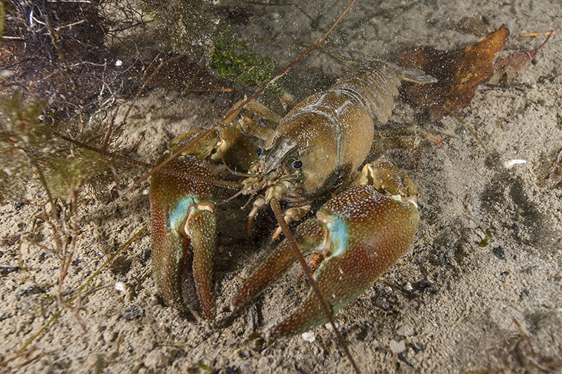 European crayfish © Bernd Nies
