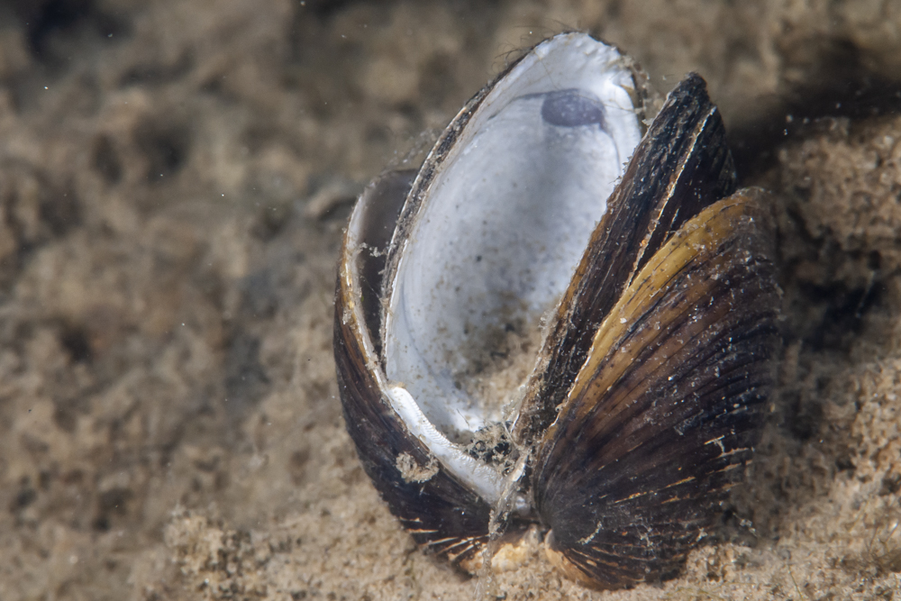 Muschelschalen