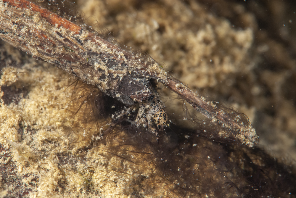 Caddisfly Larva