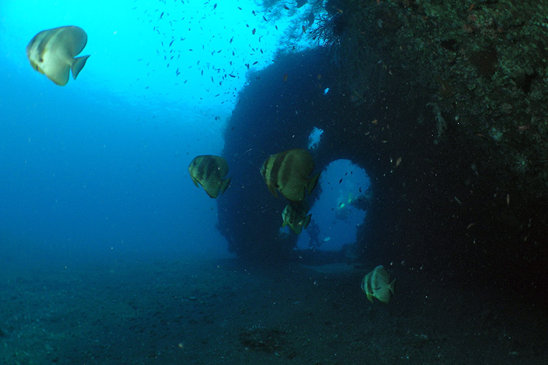 Bat Fish