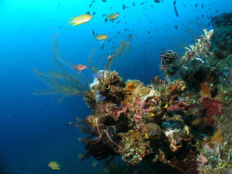 Wrack-Bewuchs) Unterwasserszene am Schiffswrack vor Tulamben -- Nikon Coolpix 5400 mit Subtronic Mini Blitz, Tulamben, Bali, Indonesien, 27. März 2005