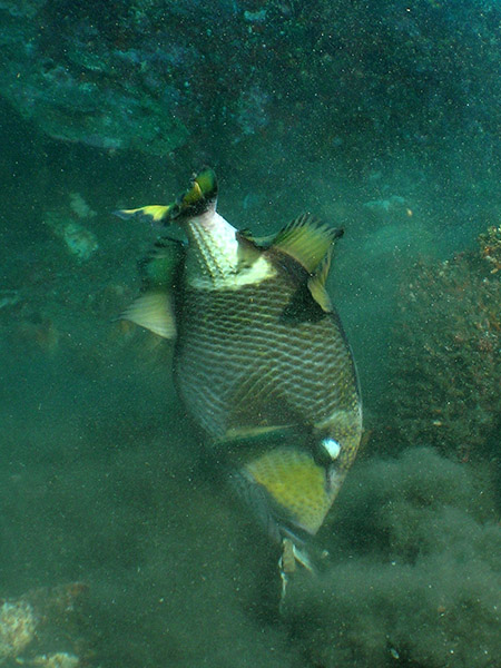 Giant Trigger Fish