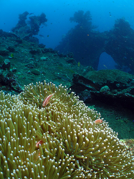 Anemonenfische) Unterwasserszene am Schiffswrack vor Tulamben -- Nikon Coolpix 5400 mit Subtronic Mini Blitz, Tulamben, Bali, Indonesien, 27. März 2005
