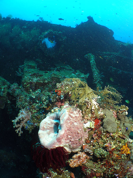 Schwamm) Unterwasserszene am Schiffswrack vor Tulamben -- Nikon Coolpix 5400 mit Subtronic Mini Blitz, Tulamben, Bali, Indonesien, 27. März 2005