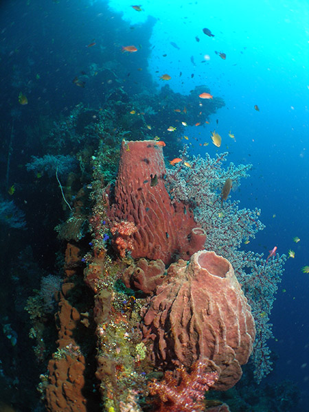 Tonnenschwämme) Unterwasserszene am Schiffswrack vor Tulamben -- Nikon Coolpix 5400 mit Subtronic Mini Blitz, Tulamben, Bali, Indonesien, 27. März 2005