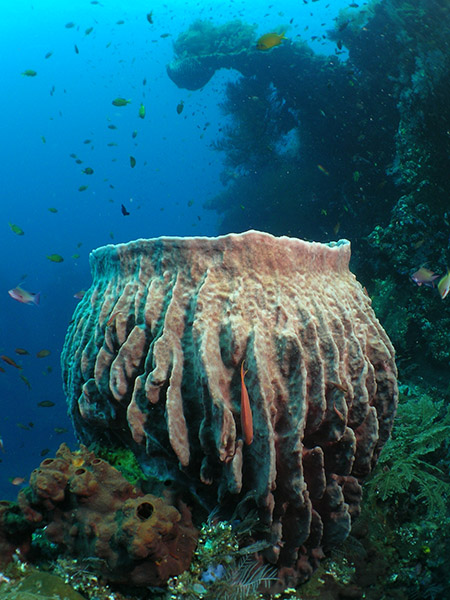 Barrel sponge