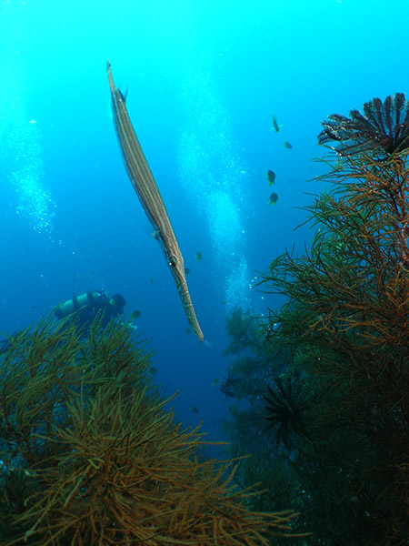 Trumpet fish