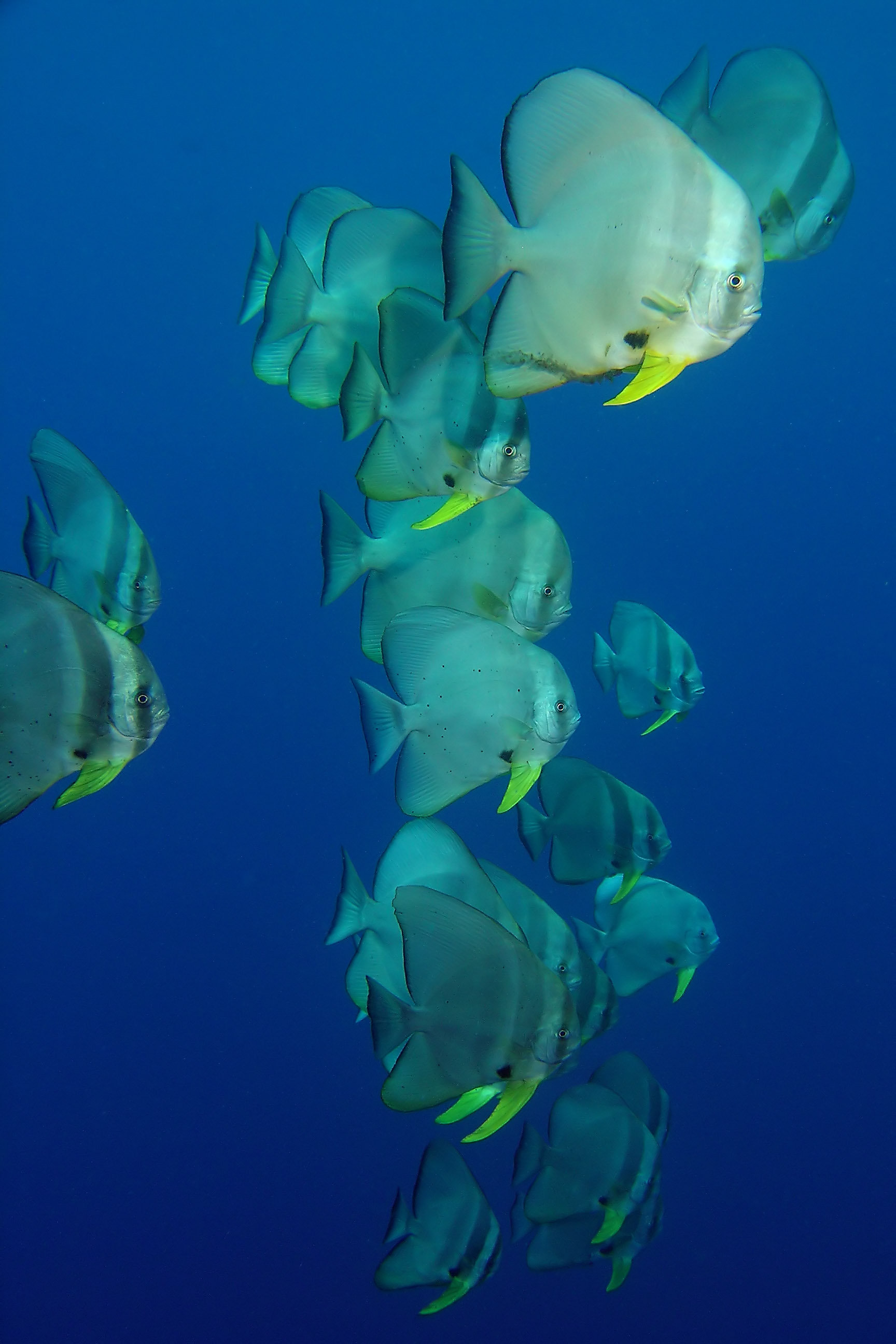 Fledermausfische) Eine Schule Fledermausfische vor tiefem Blau -- Nikon Coolpix 5400 mit Subtronic Mini Blitz, Tulamben, Bali, Indonesien, 27. März 2005