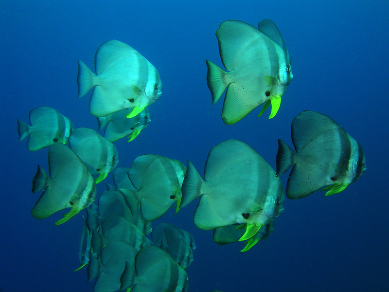 Fledermausfische) Eine Schule Fledermausfische vor tiefem Blau -- Nikon Coolpix 5400 mit Subtronic Mini Blitz, Tulamben, Bali, Indonesien, 27. März 2005