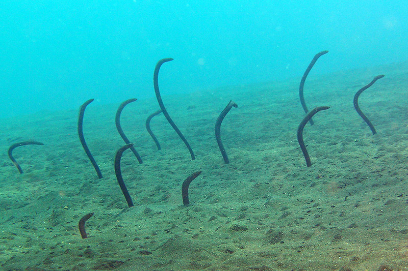 Sand eels