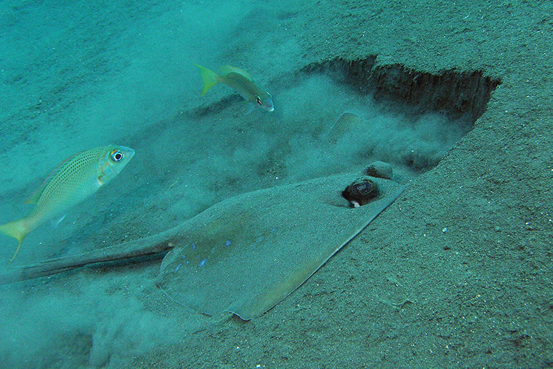 Blue spotted ray