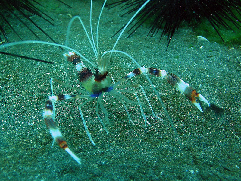 Cleaning shrimp