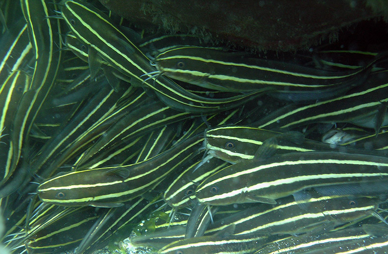 Coral catfish