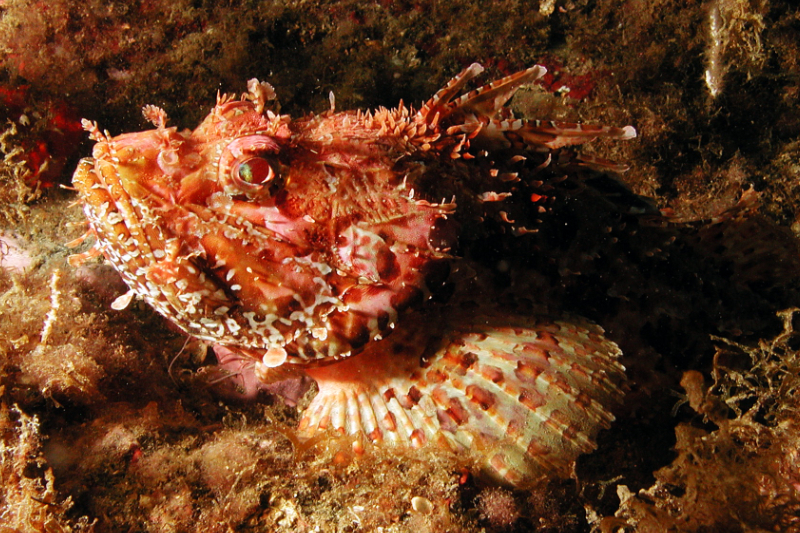 Scorpionfish