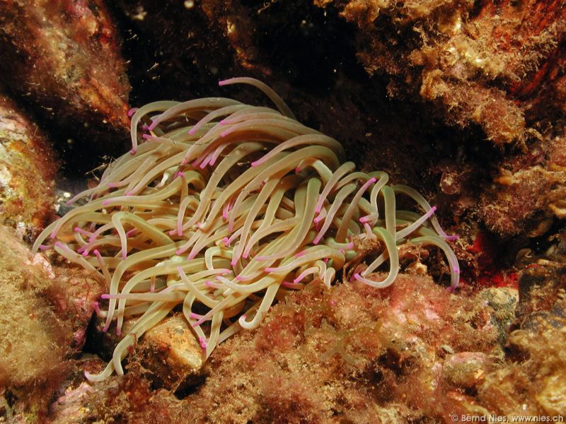 Anemone with Ghost Crab