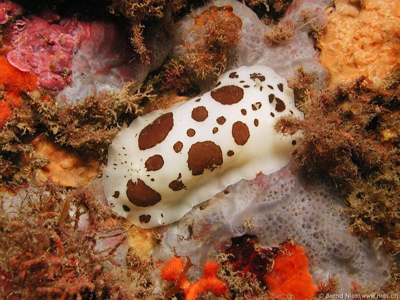 Leopard Snail