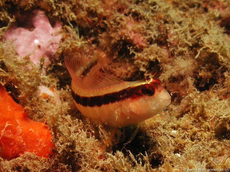 Longstriped Blenny