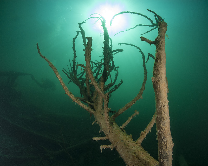 Sunken tree 2